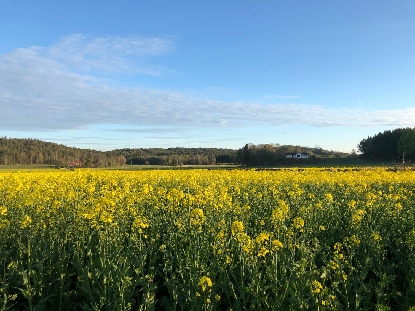 Gårdsmiljö med rapsfält på Slätthall