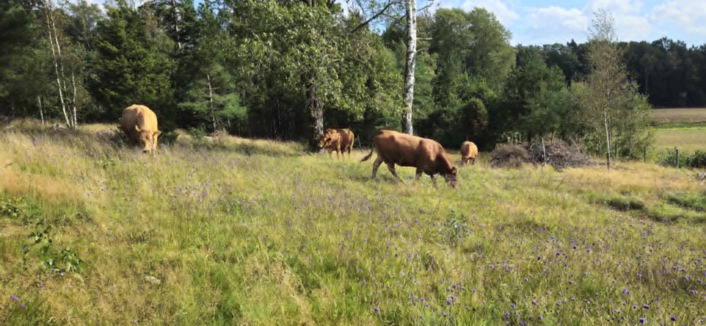 Limousinkor på naturbetesmark på Slätthall