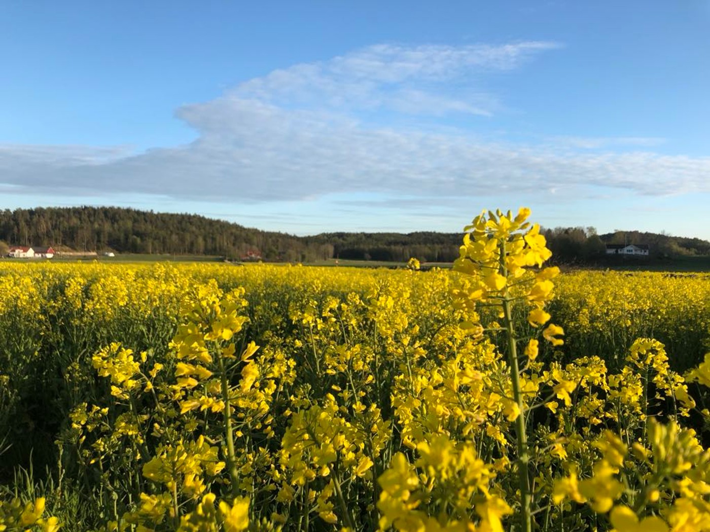 Betesmarker vid gården