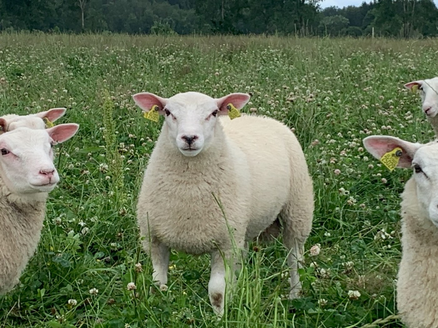 Texel på bete på Slätthall